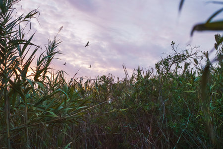 Birds flying over tall reeds and dense greenery under a colorful, cloud-filled sunset sky.の写真素材
