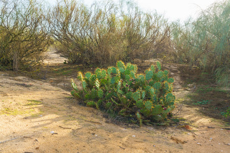 Dense cluster of prickly pear cacti with vibrant green pads and yellow spines under soft sunlight.の写真素材