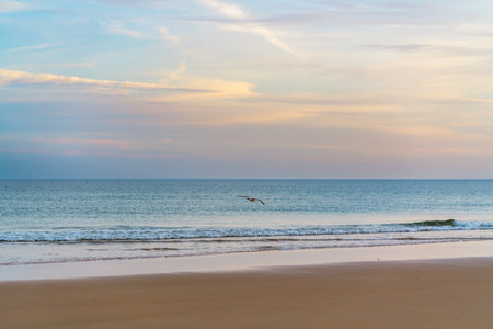 Quiet beach at dusk with a bird gliding above gentle waters.の写真素材