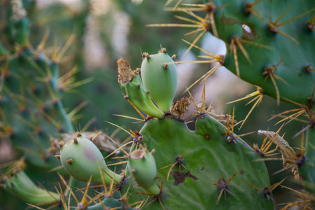 Prickly pear cactus, Opuntia, flowering plant mainly known for their flavorful fruits and snowy flowers.の写真素材