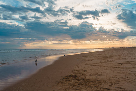 Golden light reflects on the shoreline as seagulls stroll along the sand.の写真素材