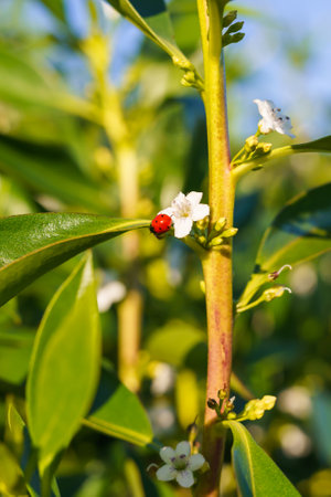 Sunlit greenery with a ladybug resting among blooming flowers.の写真素材