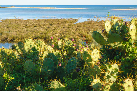 Prickly pear cacti with ripe fruit grow near a coastal shoreline under the sun.