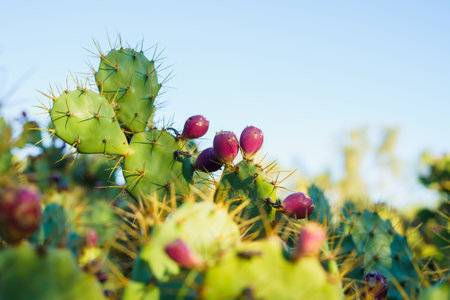 Prickly pear cactus with ripe purple fruit stands against a clear blue sky.の写真素材