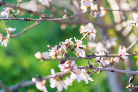 Springtime pollination as a bee visits blooming almond flowers.の写真素材