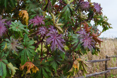 Castor oil plant, Ricinus communis, perennial plant with large leaves. Seeds source of castor oil used in industry and medicineの写真素材