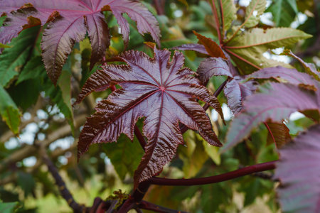 Castor oil plant, Ricinus communis, perennial plant with large leaves. Seeds source of castor oil used in industry and medicineの写真素材