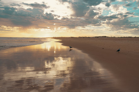 Seagulls wade in the shallow water along a peaceful beach.の写真素材