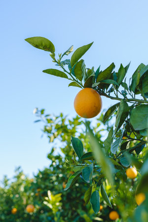 Fresh oranges growing on a tree with a bright blue sky in the background.の写真素材