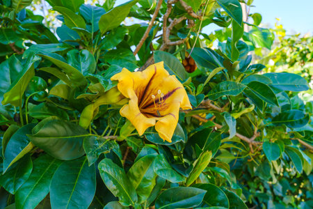 Solandra maxima or Yellow cup of Gold, flower with vibrant yellow petals and deep purple veins.