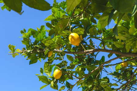 Fresh lemons close-up, growing on a tree under the bright sunlight.の写真素材