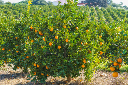 Orange trees filled with ripe fruits growing in a sunlit orchard.の写真素材