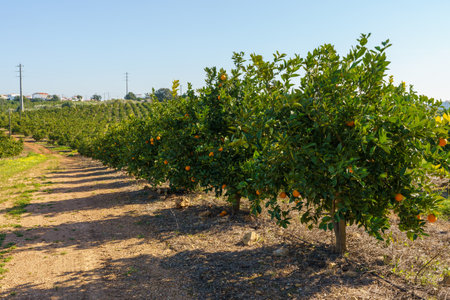 Vibrant citrus orchard with rows of orange trees under a clear blue sky.の写真素材