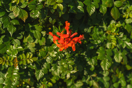 Cape Honeysuckle vine with bright orange flowers