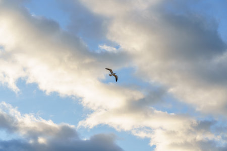 Graceful bird gliding against a backdrop of blue and golden clouds.の写真素材