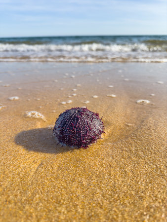 Purple sea urchin resting on the wet sand with ocean waves in the background.