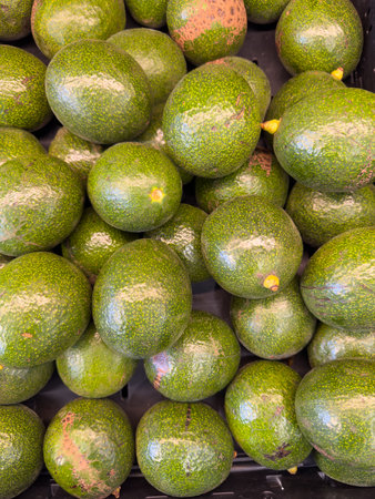 Shiny avocados with smooth skin displayed for sale.の写真素材