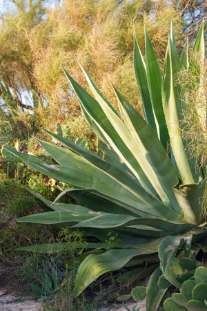 Spiky green agave plant grows among wild desert vegetation.の写真素材