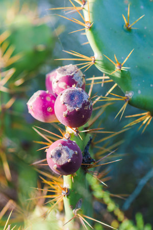 Close-up of prickly pear cactus with sharp spines and purple fruit.の写真素材