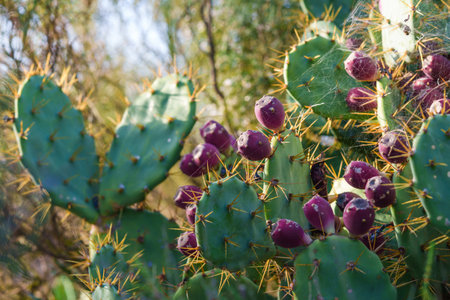 Green cactus pads covered in golden spines with deep purple fruits in sunlight.の写真素材