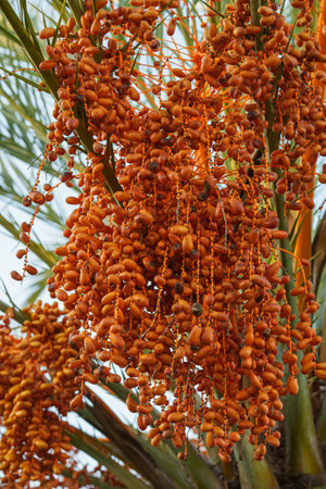 Close-up of fresh dates growing in dense bunches on a date palm.