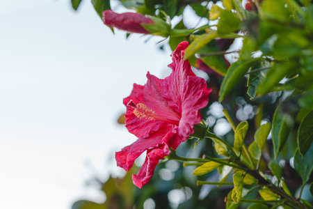 Vibrant red hibiscus in full bloom with a blurred bud and leaves in the background.の写真素材