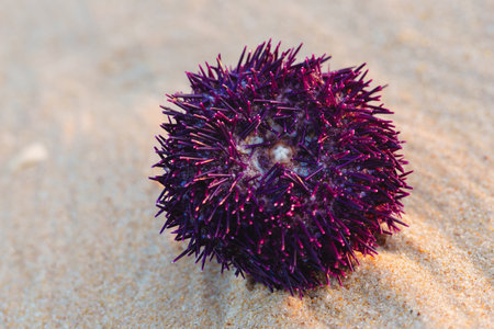 Close-up of a vibrant purple sea urchin resting on the sandy beach.の写真素材