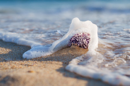 Ocean wave washes over a purple sea urchin on the sandy shore.の写真素材