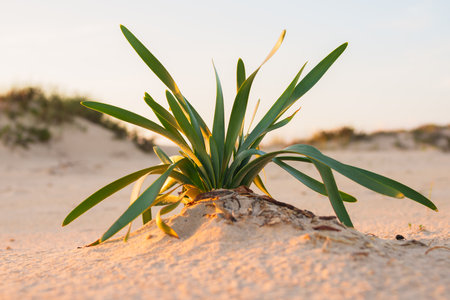 Resilient sea daffodil grows in the golden glow of the coastal dunes.の写真素材