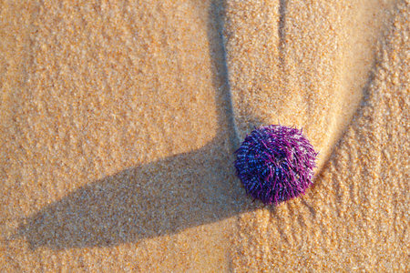 Spiky sea urchin on the warm beach under the sun.の写真素材