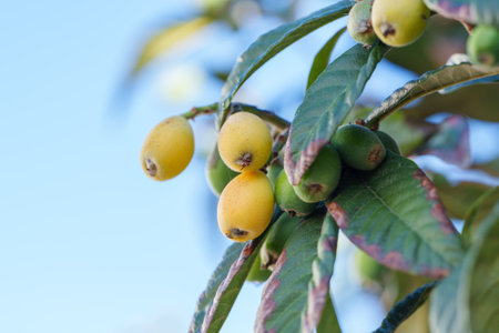 Loquat fruits in various stages of ripeness hang from a tree branch with green leaves against a blue sky.の写真素材