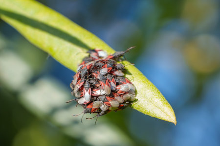Lime seed bugs with red and black markings gather on a leaf in a natural setting.の写真素材
