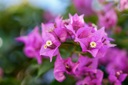 Close-up of vibrant bougainvillea blossoms showcasing their intricate petals and tiny flowers.の写真素材