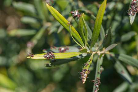 Clusters of seed bugs crawling on green leaves in a natural setting.の写真素材