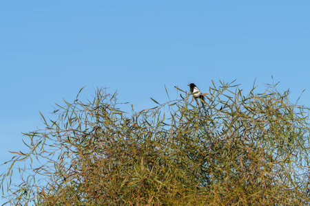 Black and white magpie resting on a tree surrounded by thin leaves.の写真素材