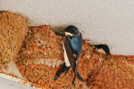 Swallow clings to its intricately built mud nest.の写真素材