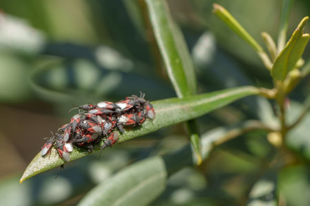 Cluster of seed bugs huddled together on the tip of a green leaf.の写真素材