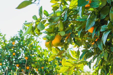 Fresh oranges growing on a tree in natural sunlight.の写真素材
