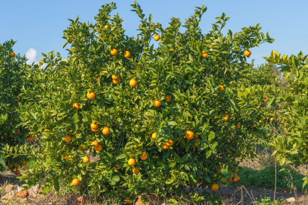 Orange trees with ripe fruits growing in a sunlit orchard.の写真素材