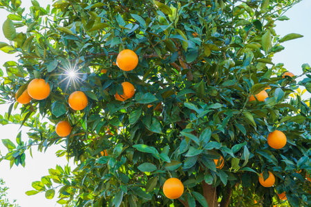 Oranges hanging from a lush green tree with sunlight shining through the leaves.の写真素材