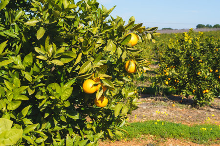 Bright oranges hanging from lush green trees in a thriving citrus grove.の写真素材