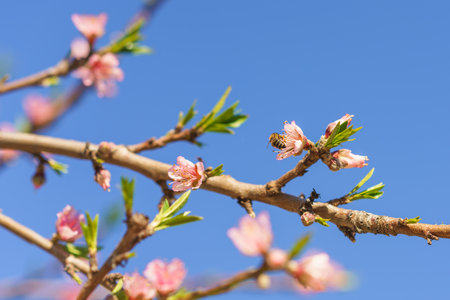 Peach tree branches adorned with delicate pink blossoms reach toward a clear blue sky.の写真素材
