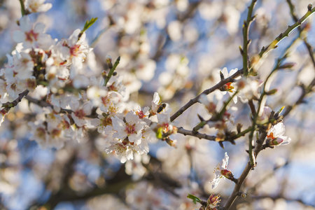 Almond tree branches covered in delicate white blossoms bloom under a bright blue sky.の写真素材