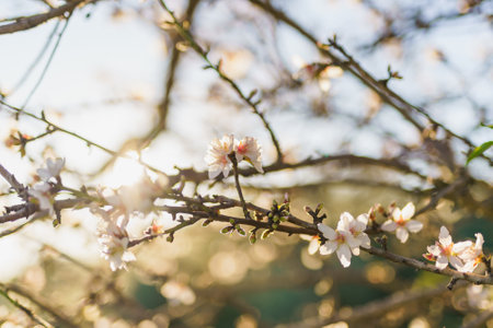 White almond blossoms with pink centers bloom on twisting branches under a blue sky.の写真素材