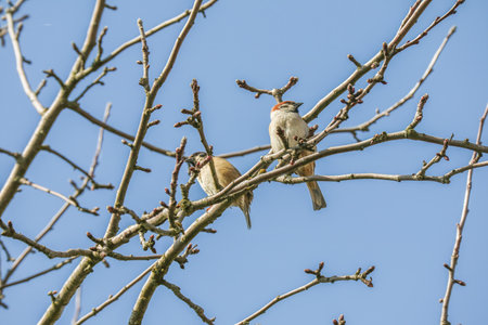 Two small birds rest on budding tree branches against a bright blue sky.の写真素材
