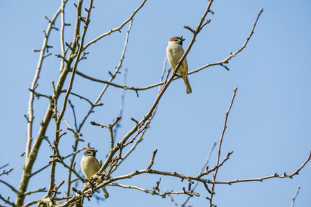 Sparrows perched on thin branches on a sunny day, clear blue sky backgroundの写真素材