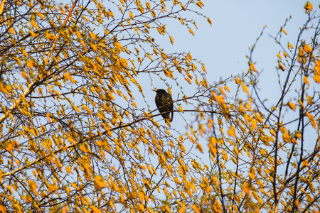 Blackbird resting on a flowering tree branch with golden catkins.