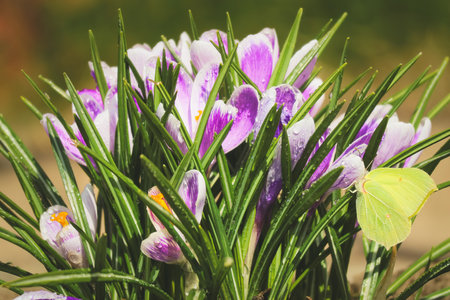 Spring crocuses covered in dewdrops with a butterfly nearby.の写真素材