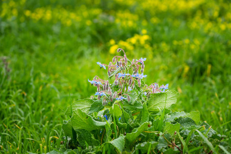 Borage plant with delicate blue flowers stands in a lush green meadow.の写真素材