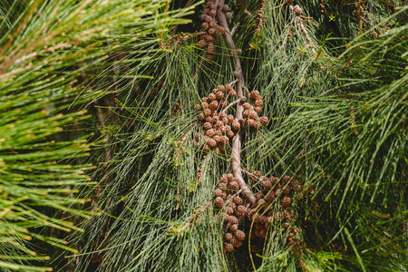 Beach sheoak tree with long needle-like leaves and seed cones.の写真素材